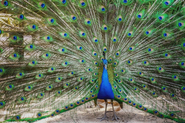 The male peacock is expanding with a beautiful tail.