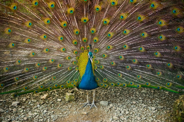 Male peacock with beautiful mating plumage