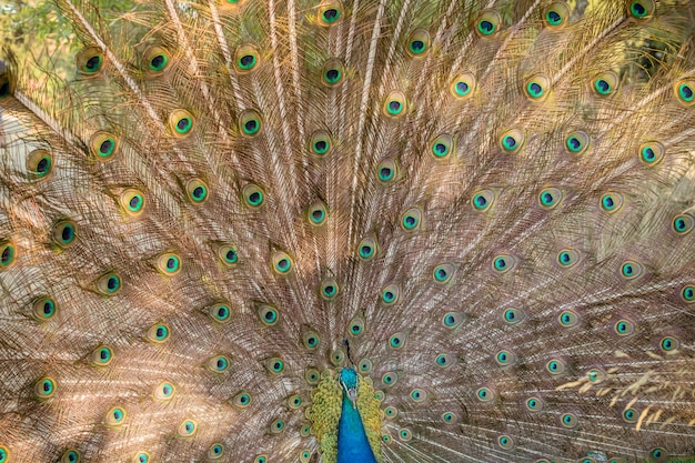 male peacock with fully unfolded feathers of his tale.