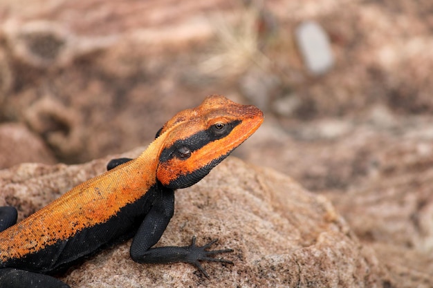 Male Peninsular Rock Agama Lizard