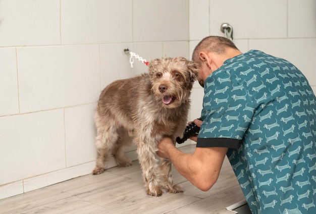 Male pet groomer dry dog fur with a hair dryer