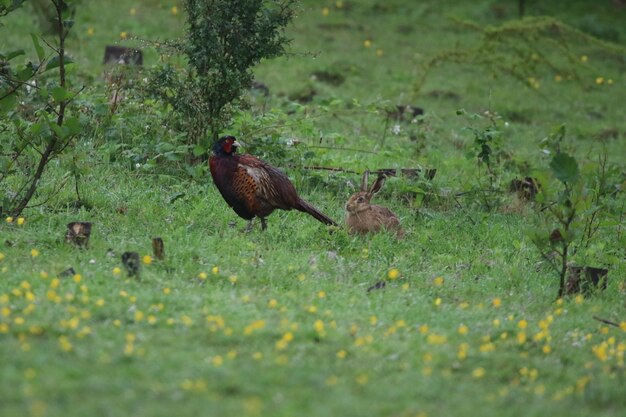 Male pheasant looking at a hare