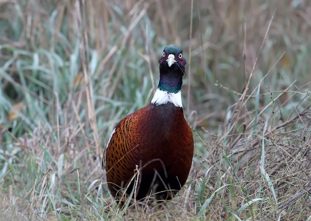 A male pheasant with a thin blade of grass in his beak looks into the camera. Fromt view close up portrait