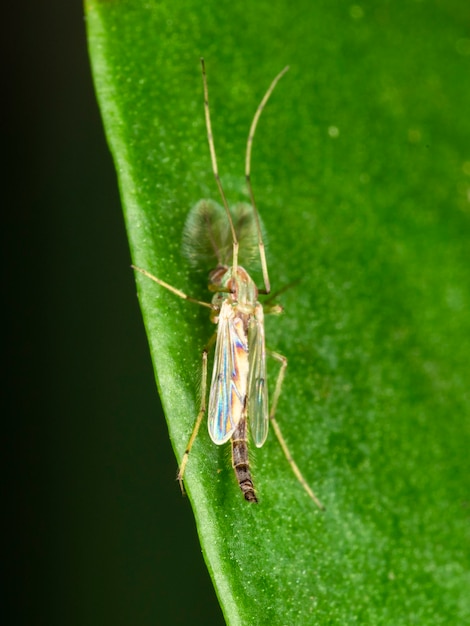 Male photograph of a male mosquito.