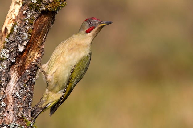 Picus viridisの男性、鳥、スズメ目、キツツキ、キツツキ