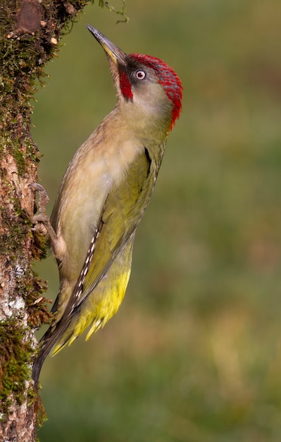 Самец Picus viridis, птицы, воробьиные, зеленый дятел, дятел