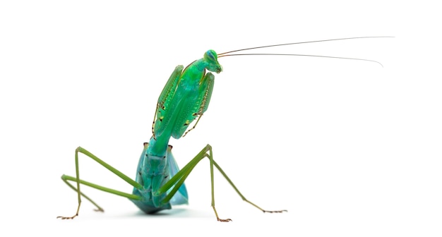 Male praying mantis - Macromantis ovalifolia, isolated on white