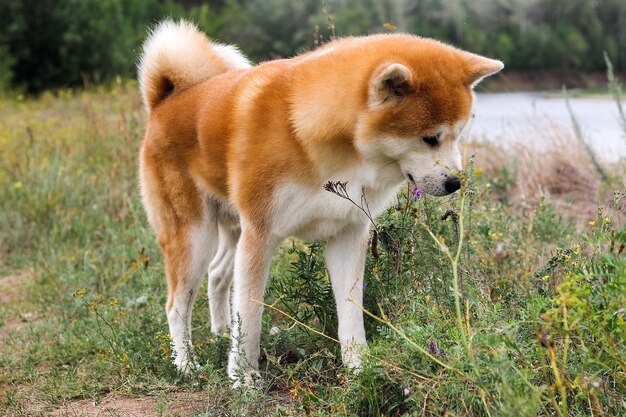 수컷 순종 일본 개 Akita inu