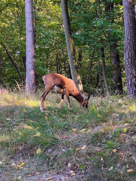 Un maschio di ariete pascola nel parco sullo sfondo di alberi verdi vista laterale