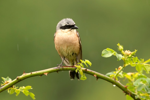 Male Red backed shrike at his favorite perch with the first light of dawn in his breeding territory