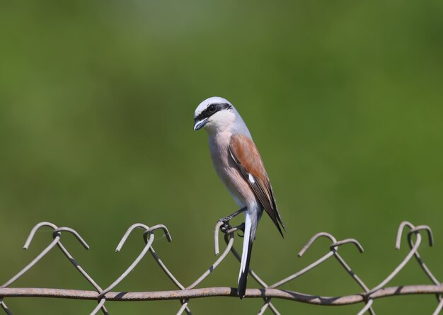 A male of red backed shrike sits on a metal fence.