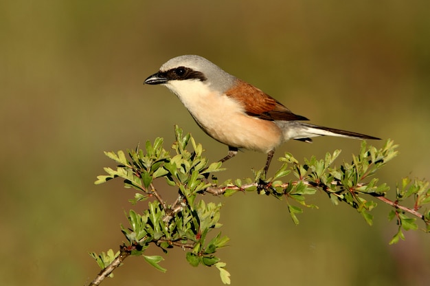 Photo male of red-backed shrike with the first lights of dawn in a field of purple flowers