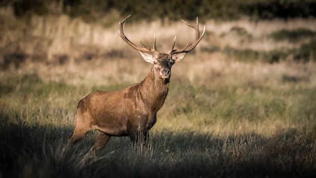 Male Red deer in La Pampa Argentina Parque Luro Nature Reserve