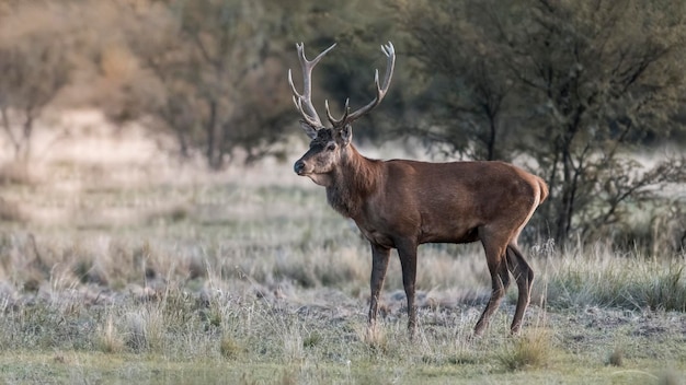 Male Red Deer in rut season La Pampa Argentina