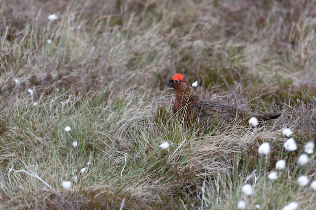 Maschio di gallo forcello (lagopus lagopus)