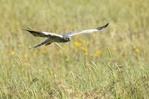 A male red - tailed hawk with a long tail and a long tail is flying over a field of grass.