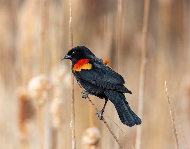 Male Red winged blackbird perched in cattails