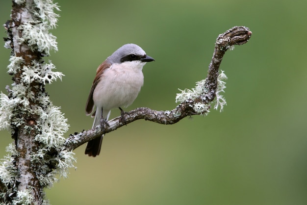 Male Redbacked shrike with the first light of day at his favorite perch in his breeding territory