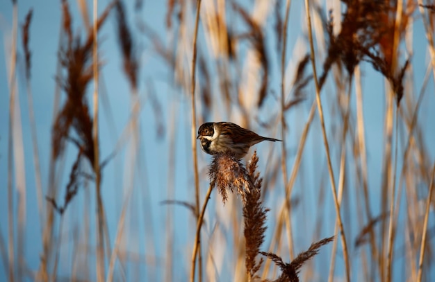 Photo male reed bunting perched among the reeds