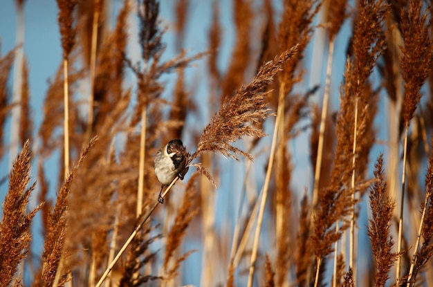 Male reed bunting perched among the reeds