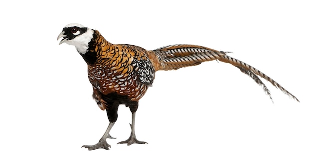 Photo male reeves's pheasant syrmaticus reevesii can grow up to 210 cm long in front of white background