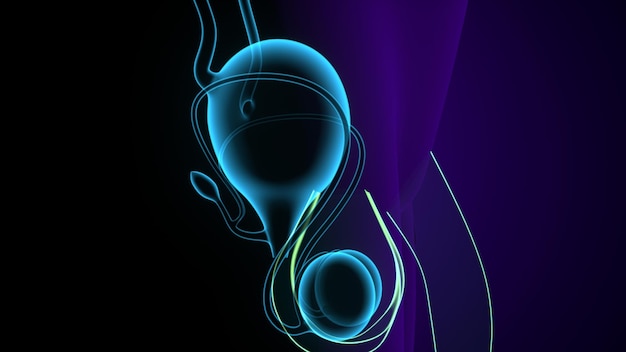 Foto illustrazione 3d dell'anatomia del sistema riproduttivo maschile