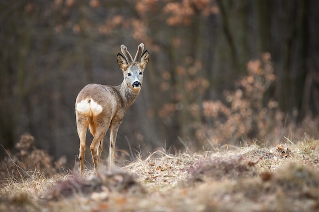 Photo male of roe deer showing his white rump on the dry grassy field