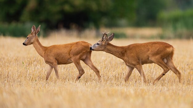 Male roe deer sniffing female on stubble in mating season