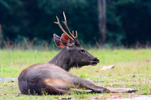 The Male Sambar deer Rusa unicolor relaxed in the forest