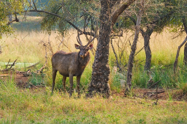 Male sambar Rusa unicolor deer in Ranthambore National Park, Rajasthan, India