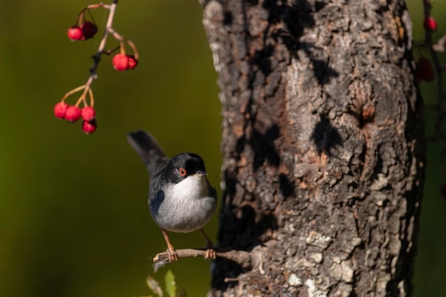 Male Sardinian warbler Sylvia melanocephala Malaga Spain