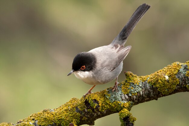 Photo male of  sardinian warbler, waber, birds, sylvia melanocephala