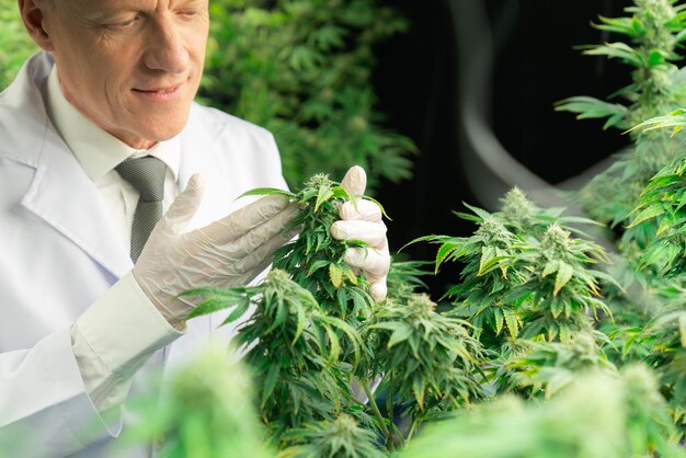 A male scientist inspects the gratifying leaves of cannabis plant