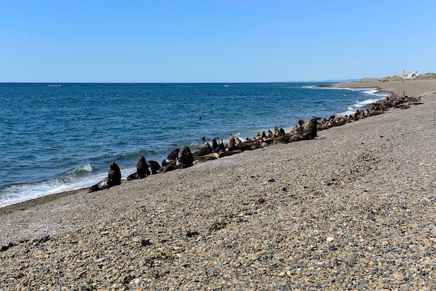 Male Sea Lion in the coastal colonyPatagonia Argentina