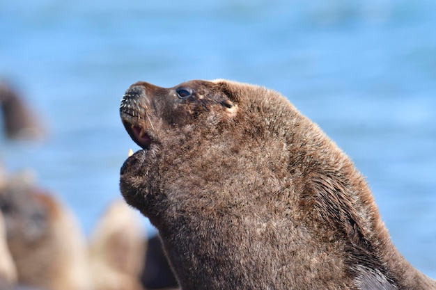 Male Sea Lion Patagonia Argentina