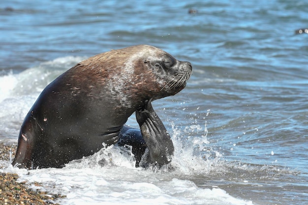 Male Sea Lion Patagonia Argentina