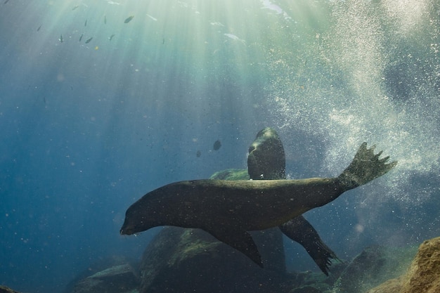 Male sea lions fighting underwater