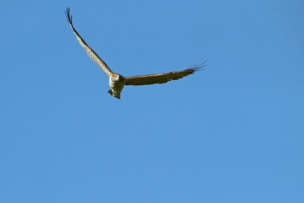 새벽의 첫 빛과 함께 날아가는 수컷 Shorttoed Eagle