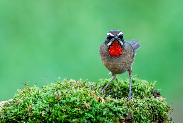 Male Siberian rubythroat perching on mosses