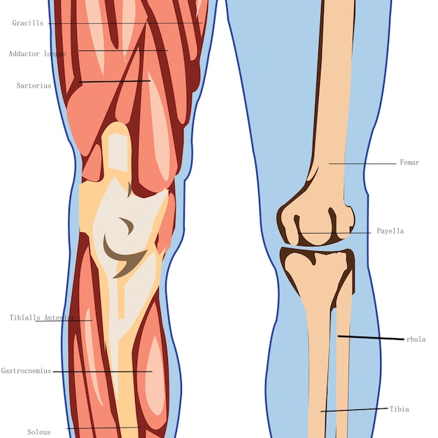 Photo male skeleton anatomy 3d render