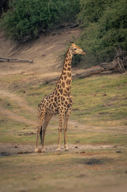 写真 男性の南のジラフが草の川岸に立っています