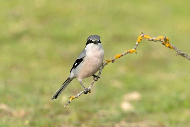 Male Southern grey shrike in the first light of dawn in the rutting season in the nature at his favorite perches