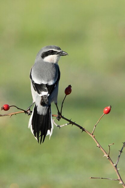 Male of Southern grey shrike in his territory with the first light of the day