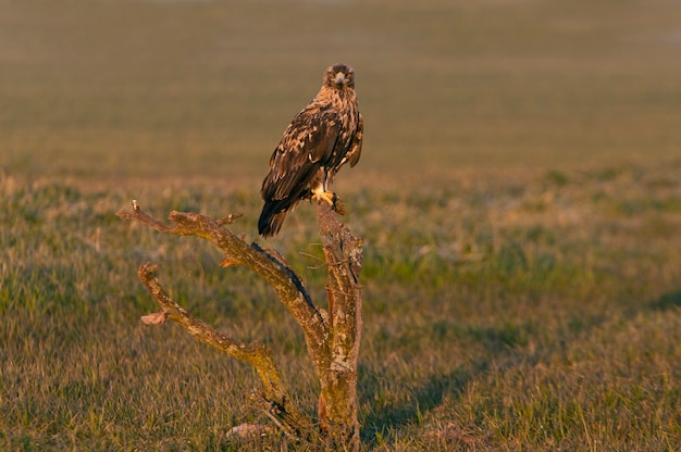   male Spanish imperial eagle in the first light of dawn on a cold winter day