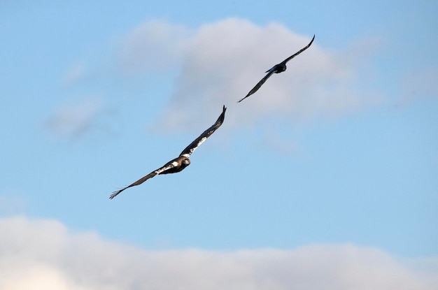 지중해 산악 지역에서 일반 까마귀와 함께 비행하는 수컷 스페인 제국 독수리