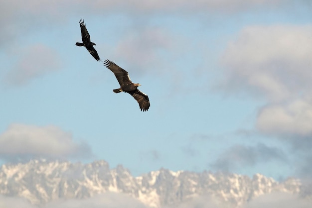 Male Spanish Imperial Eagle flying with a Common Raven in a Mediterranean mountainous area