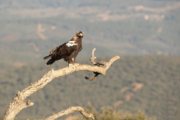 Самец испанского имперского орла в своей любимой точке обзора на своей территории при первых лучах солнца.