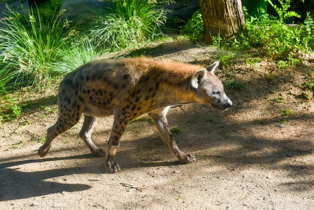 写真 男性の斑点ハイエナは ⁇ 長い耳を持つ野生動物の影で砂の道を歩く女性を探しています ⁇