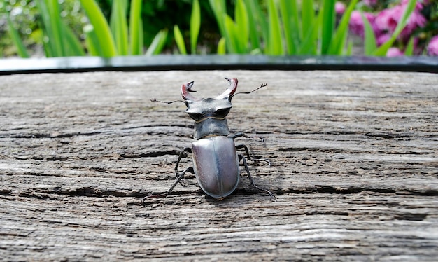 Photo male stag beetle with long and sharp jaws in wild forest