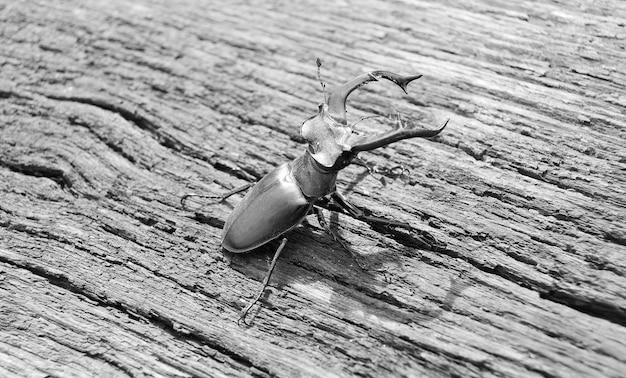 Male stag beetle with long and sharp jaws in wild forest